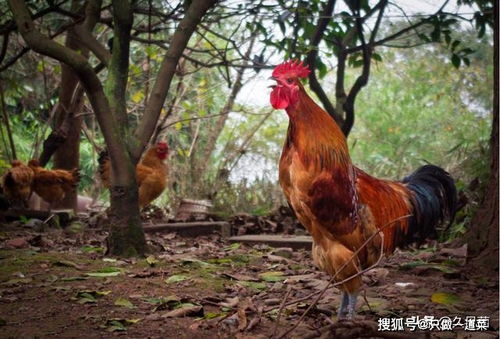财神神直播财神爷官方网站一到直播资料2019 财神神直播财神爷官方网站一到直播资料2019